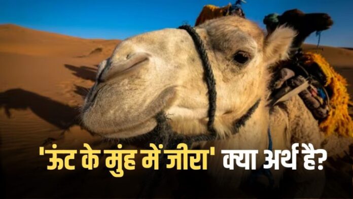 Do you know the meaning of this proverb ‘Cumin in the camel’s mouth’? find out today