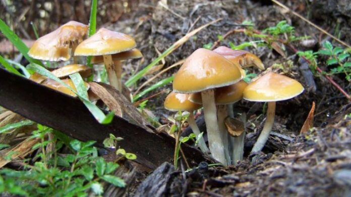 Gold Nano Particles: Now gold will be made from mushrooms! Scientists discovered this wonderful solution….